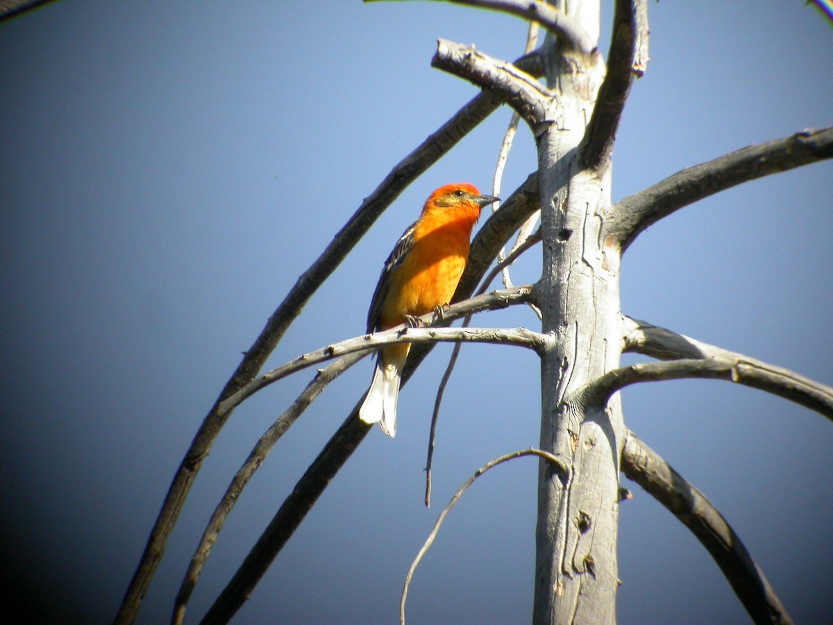 Flame-colored Tanager - ML24045901