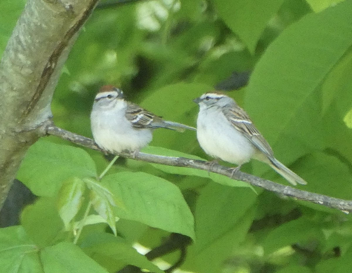 Chipping Sparrow - kim nordquest