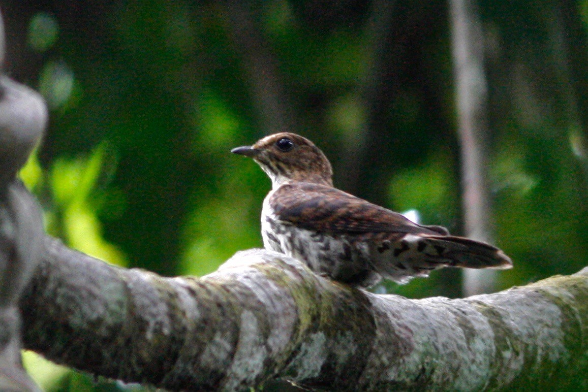 Olive Long-tailed Cuckoo - Oscar Johnson