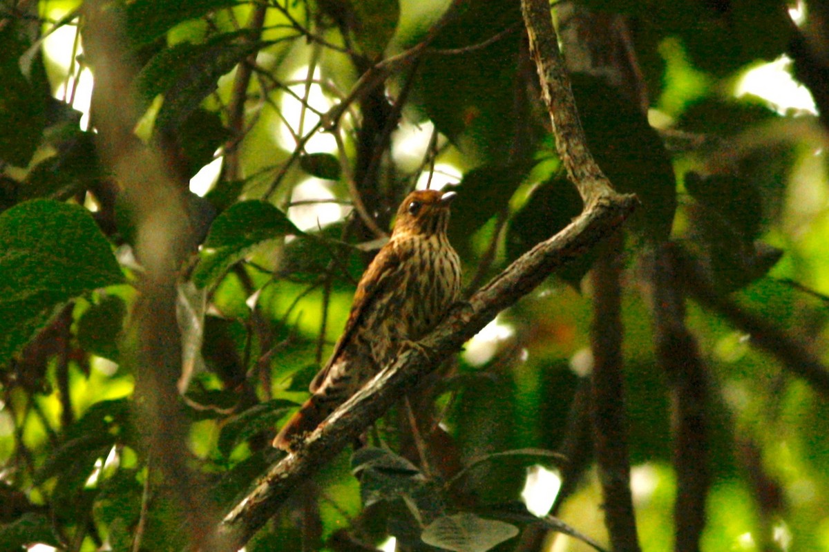 Olive Long-tailed Cuckoo - ML24046521