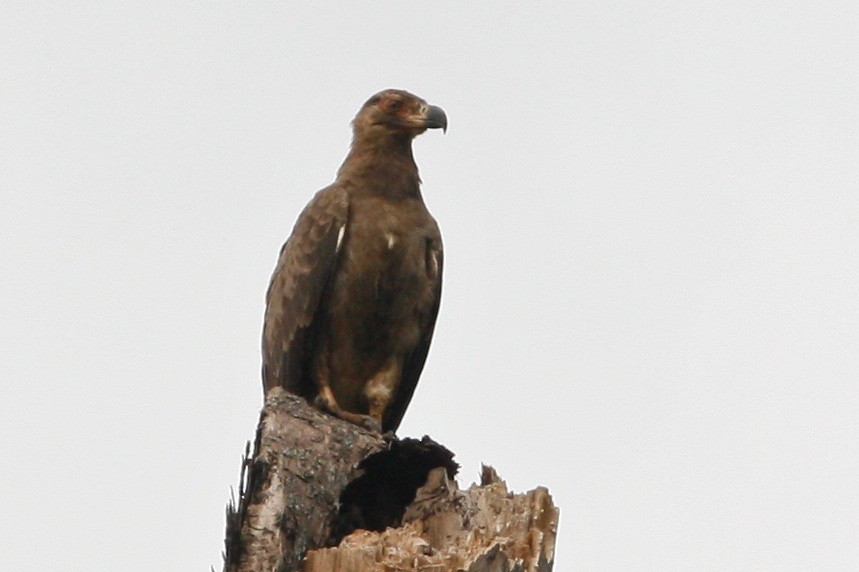 Palm-nut Vulture - Oscar Johnson