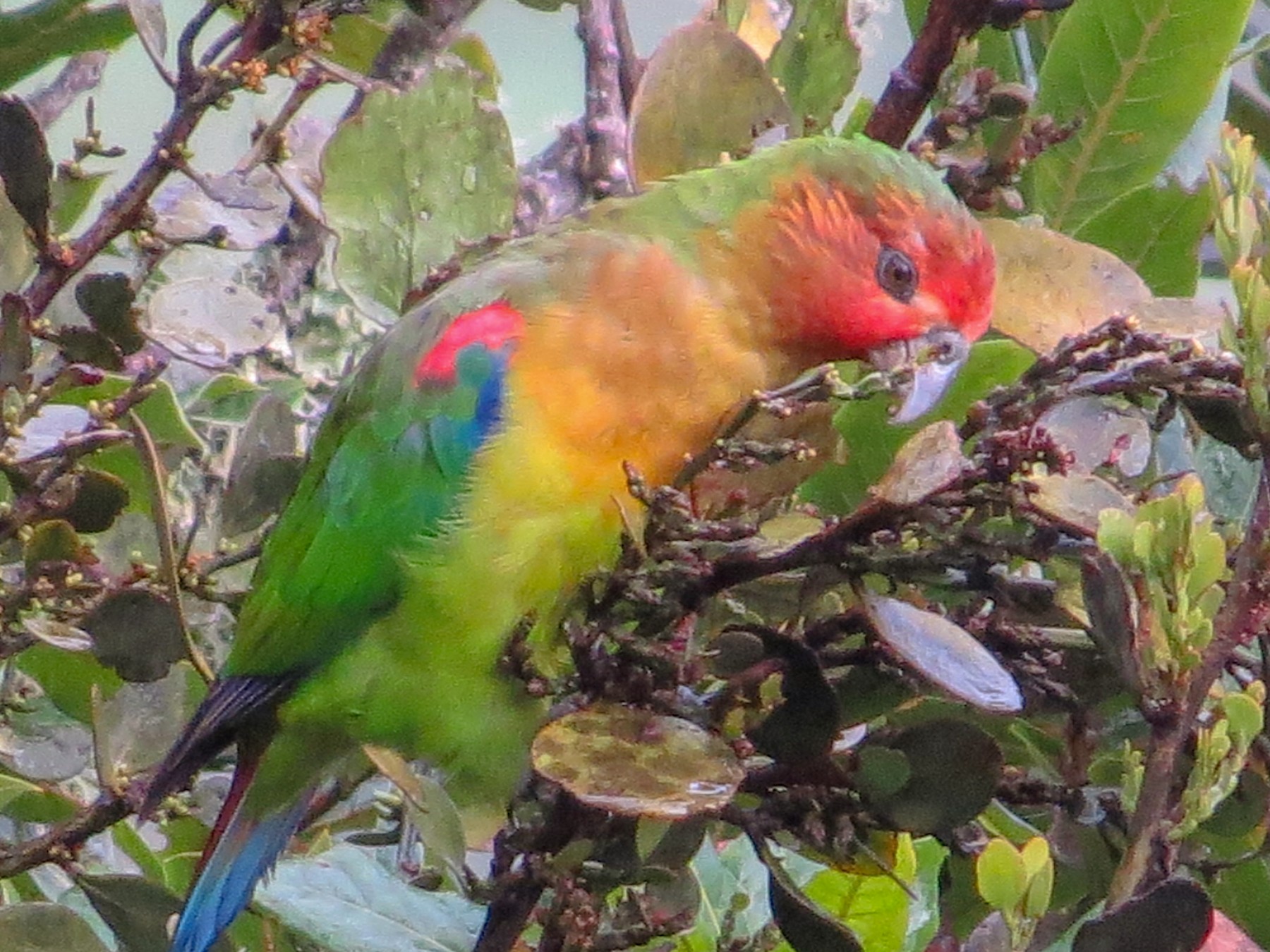 Rusty-faced Parrot - Andres Cuta