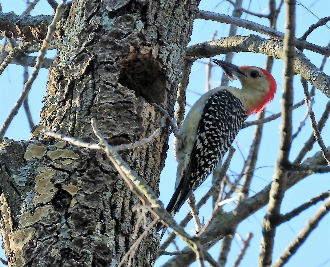 Red-bellied Woodpecker - ML240466971