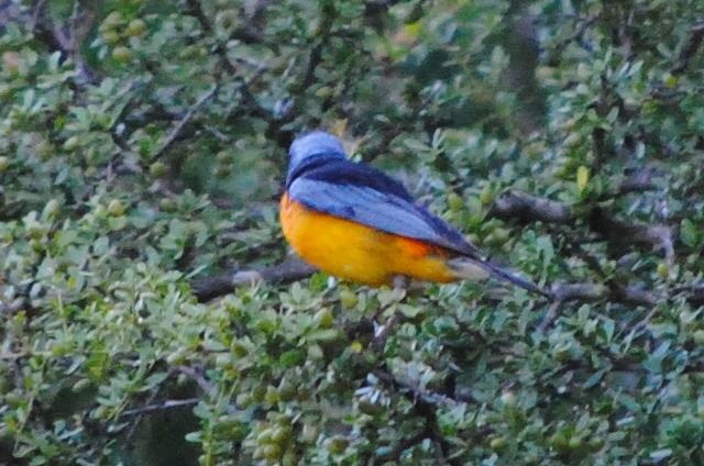 Blue-and-yellow Tanager - ML240469051