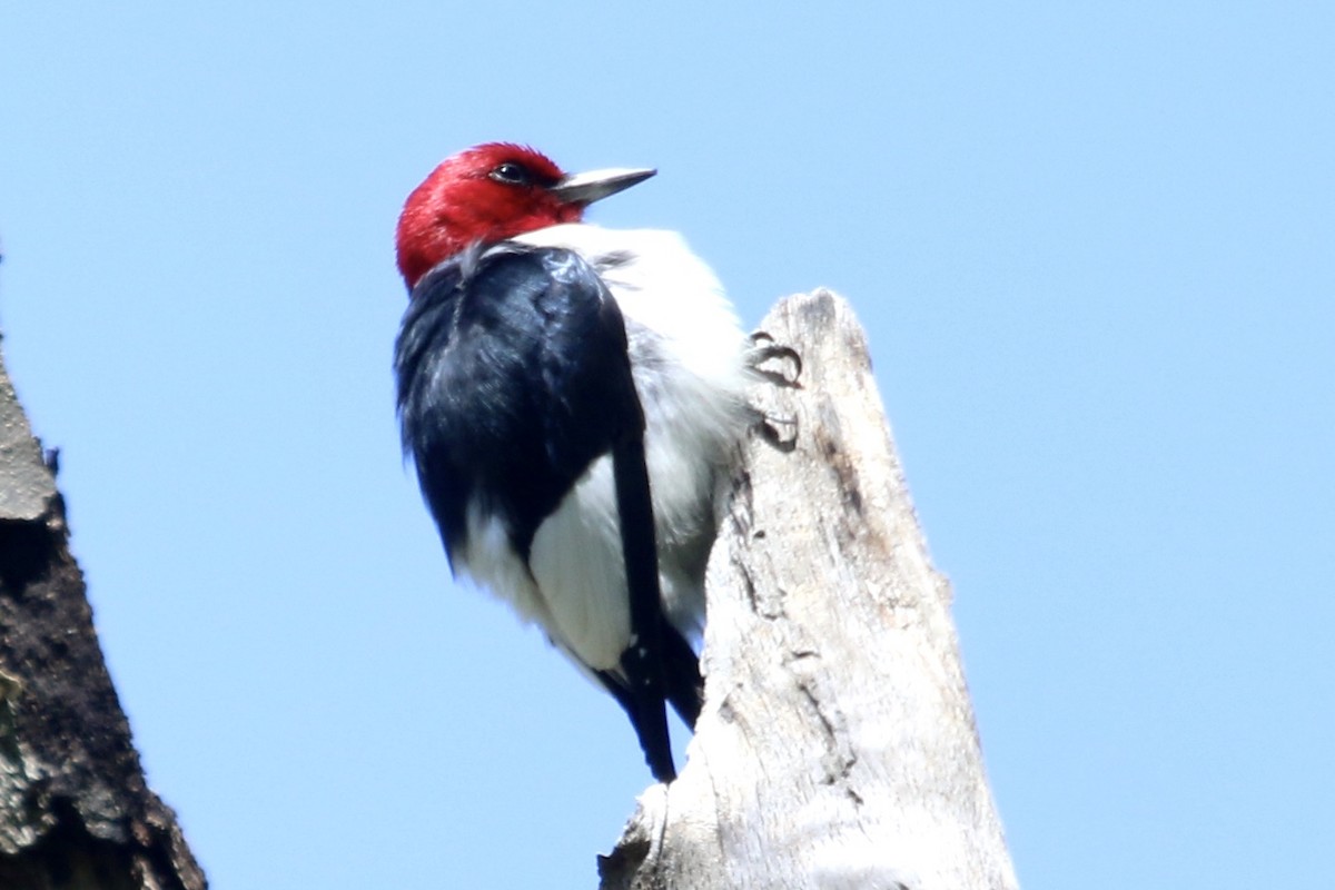 Red-headed Woodpecker - Jim Smallwood