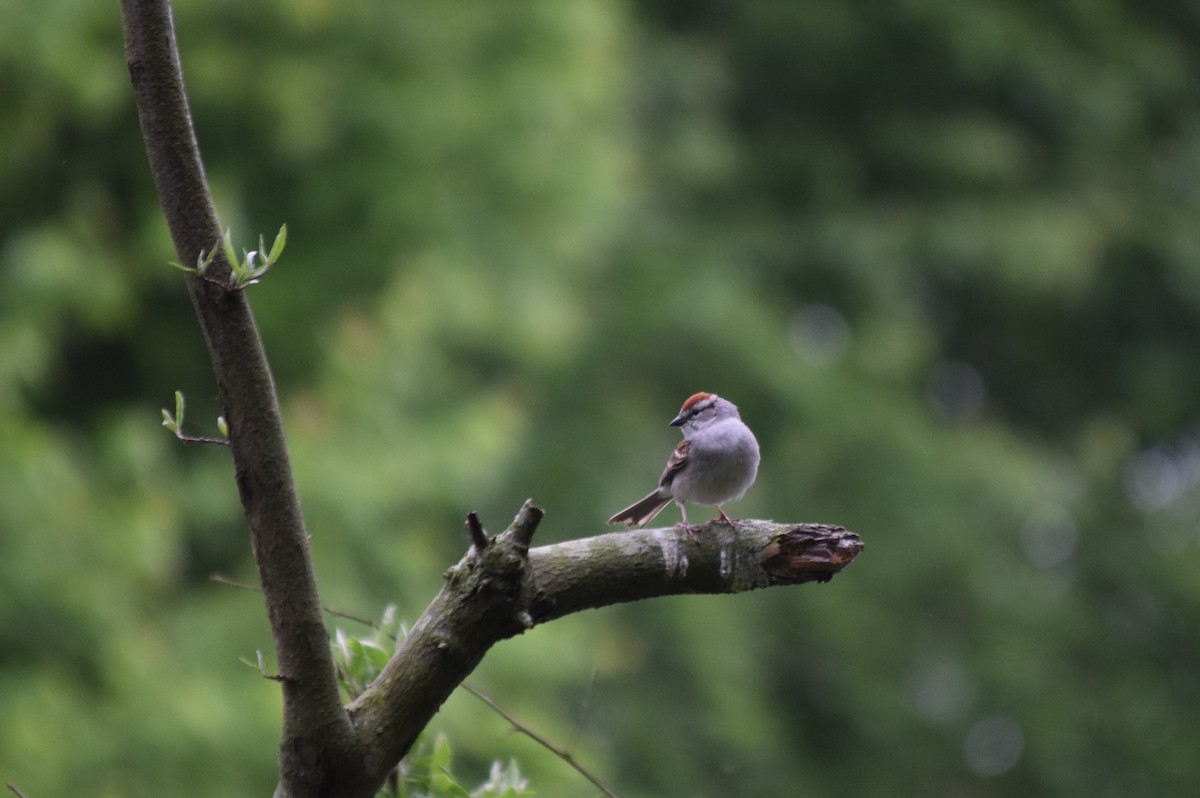 Chipping Sparrow - ML240492921