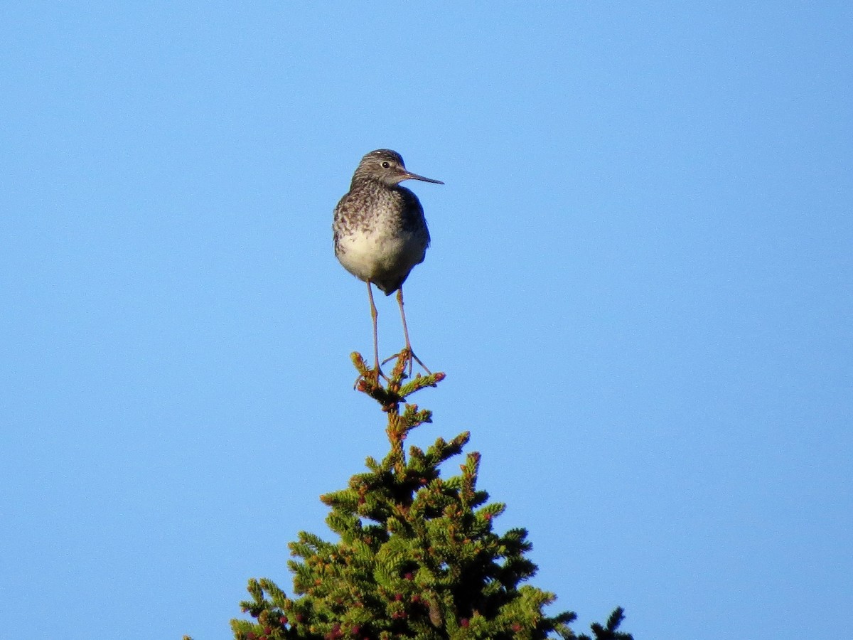 eBird Checklist - 27 May 2020 - Oceanview Bluff Park - 19 species