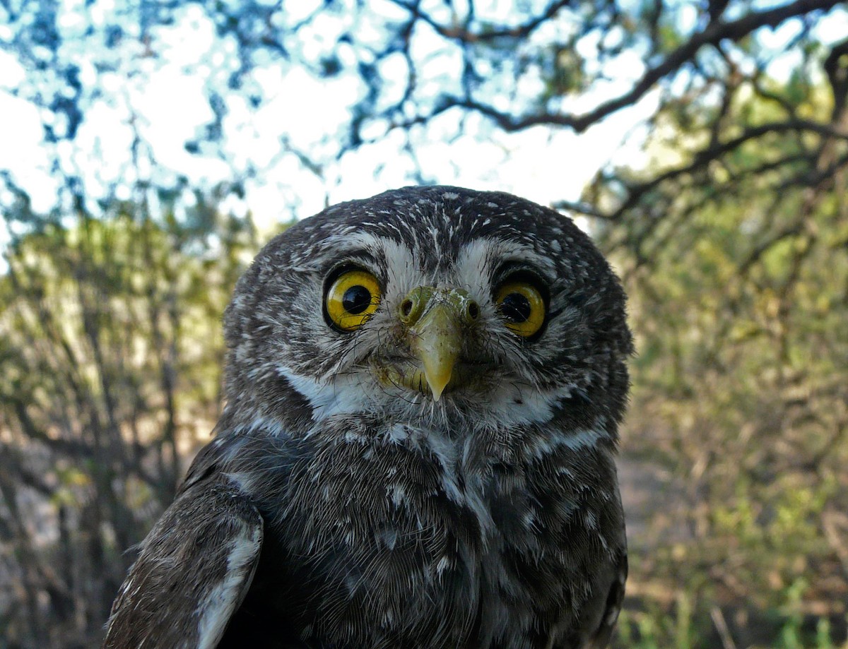 Ferruginous Pygmy-Owl - Agustín Zarco