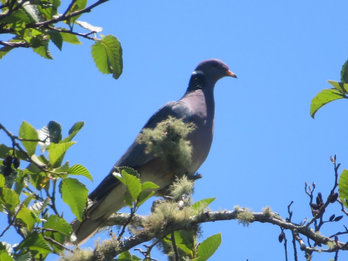Band-tailed Pigeon - Monica P