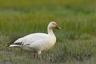 Snow Goose, ML240501111