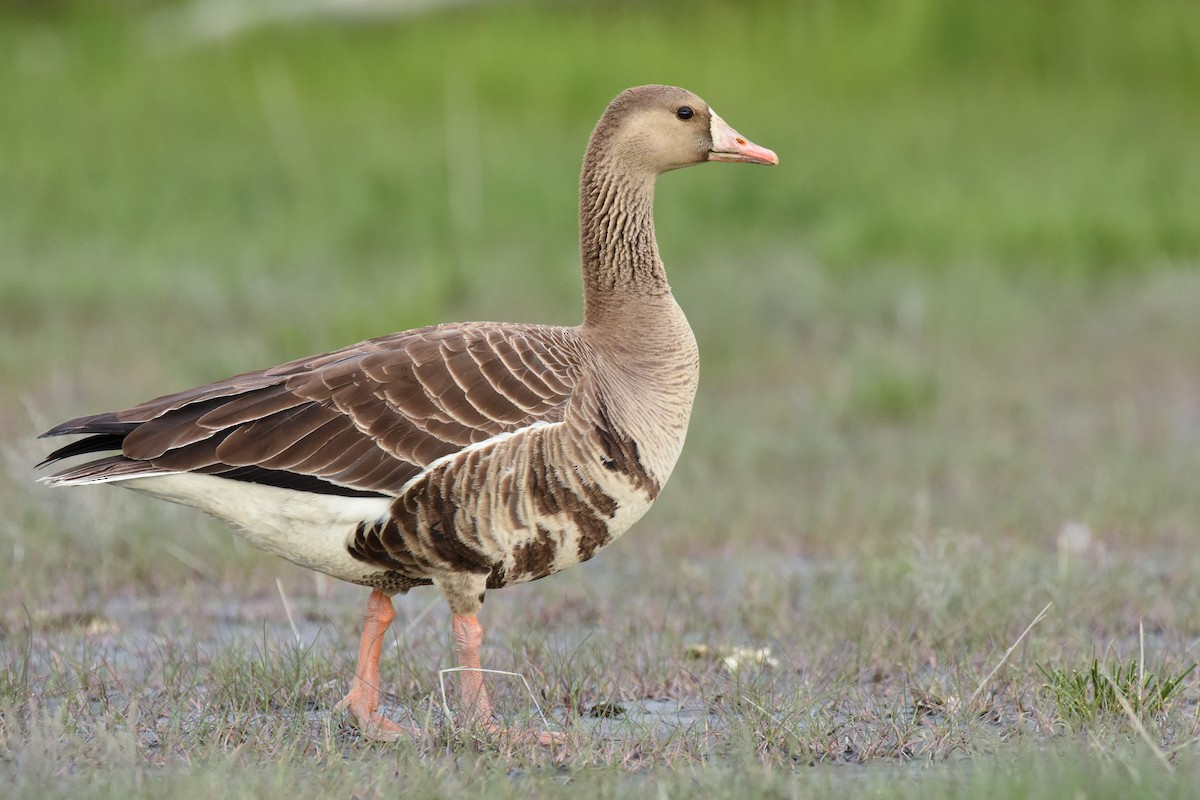 Greater White-fronted Goose - ML240501151
