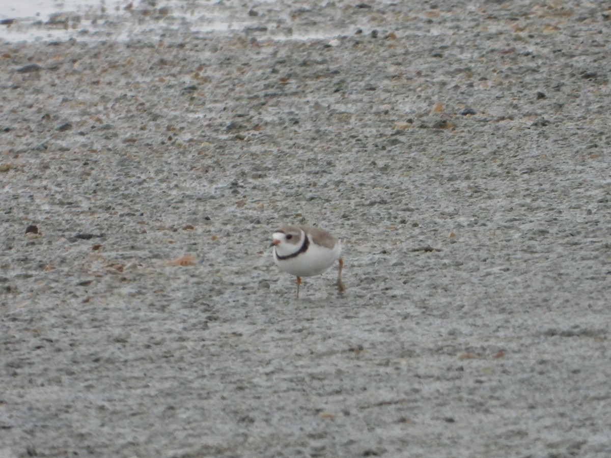 Piping Plover - ML240502241