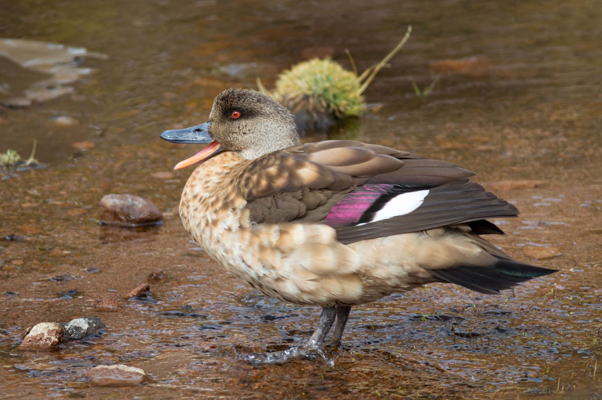 Crested Duck - Esteban Villanueva (Aves Libres Chile)