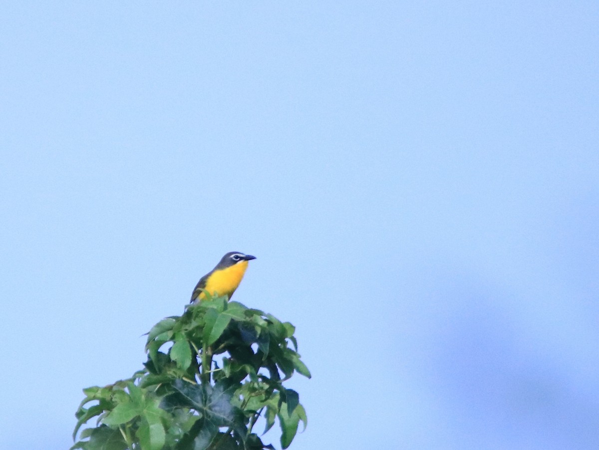 Yellow-breasted Chat - John Pike