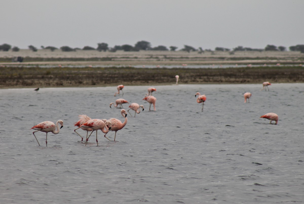 Chilean Flamingo - ML240506211