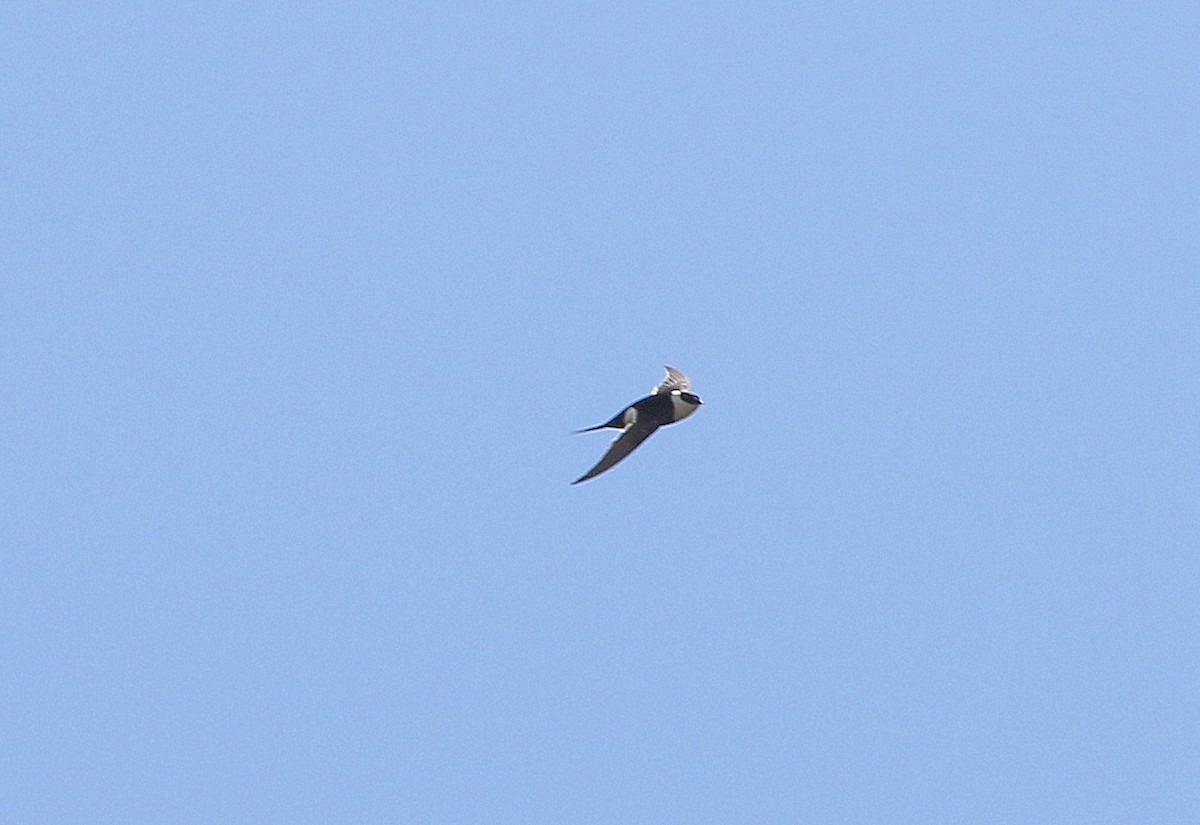 Great Swallow-tailed Swift - Per Smith
