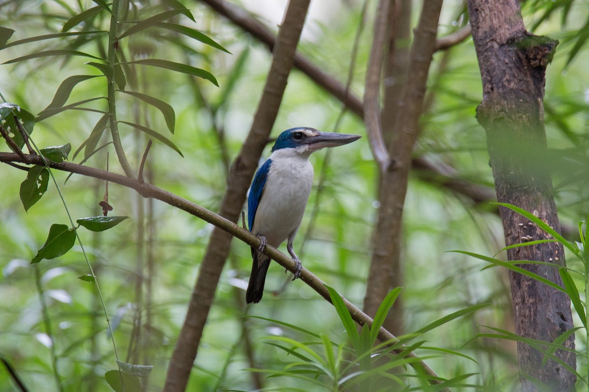 Collared Kingfisher (Oriental) - ML240512601