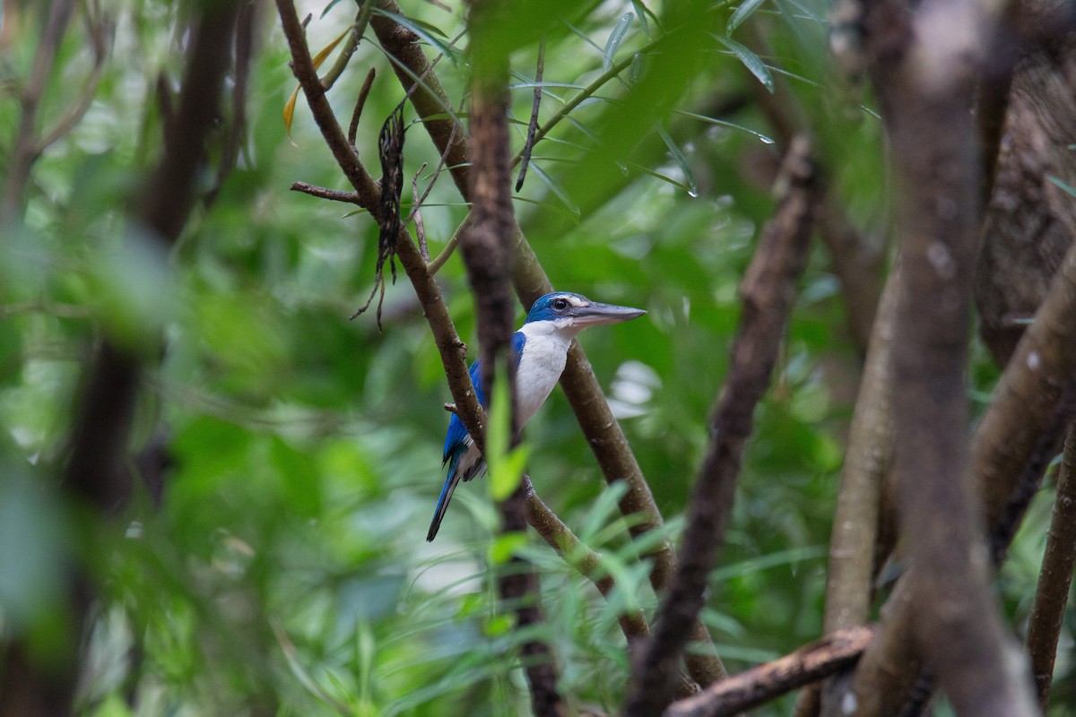 Collared Kingfisher (Oriental) - Akekachoke Buranaanun