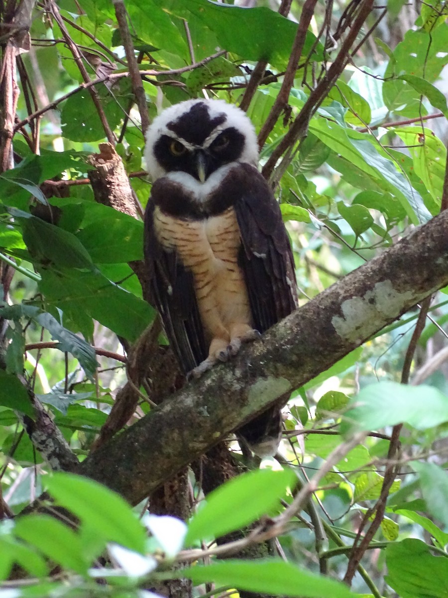 Spectacled Owl - Alfonso Auerbach