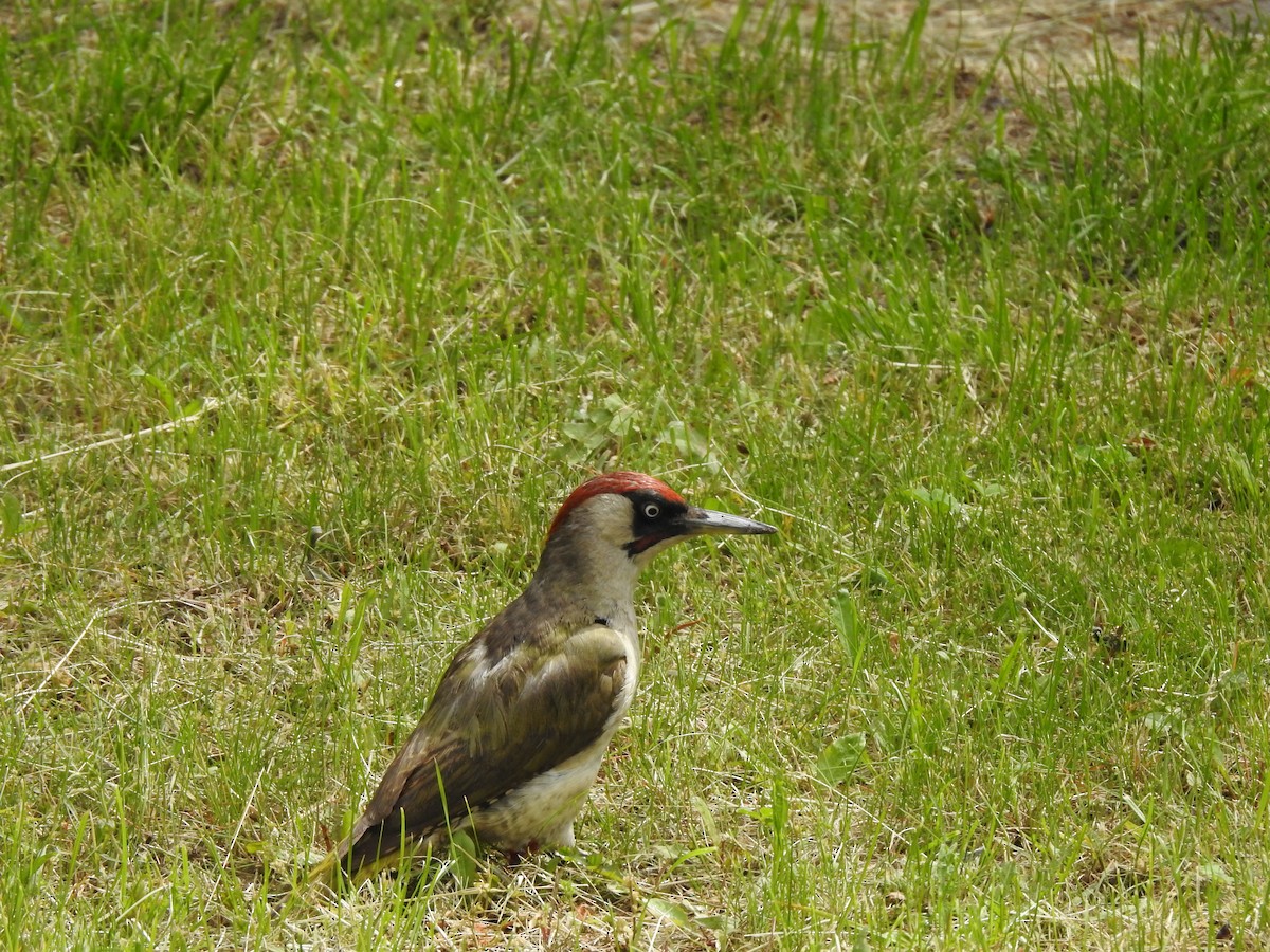 Eurasian Green Woodpecker - ML240515011