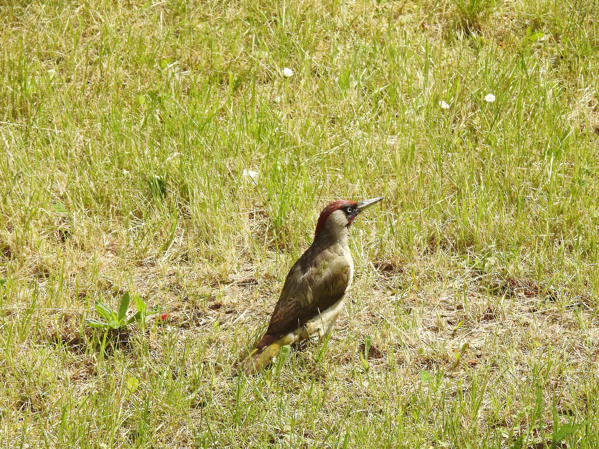 Eurasian Green Woodpecker - Sławomir Karpicki