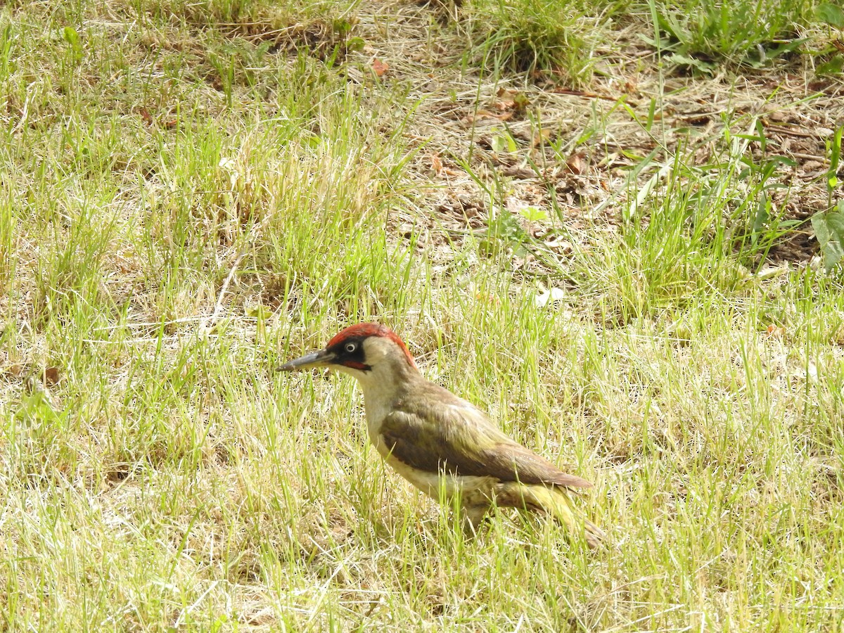 Eurasian Green Woodpecker - ML240515061