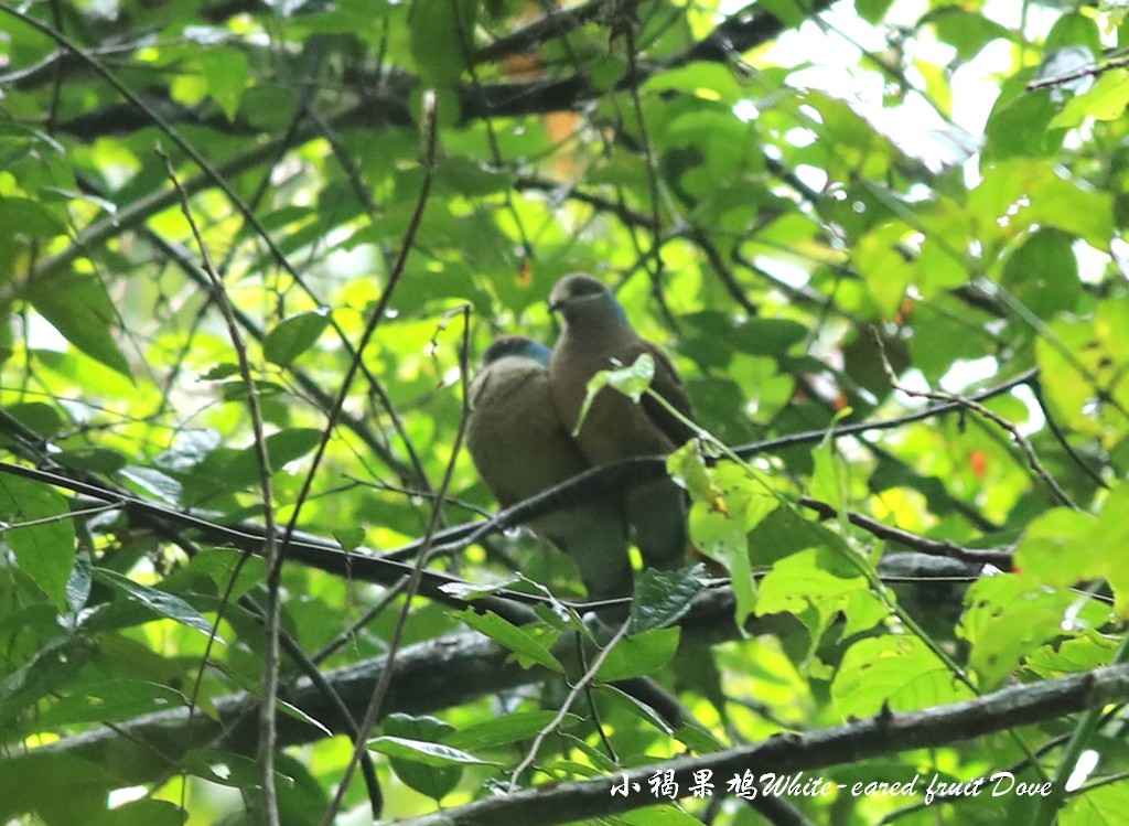 White-eared Brown-Dove - ML240517631