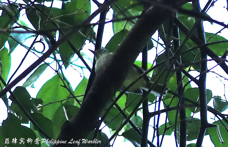 Philippine Leaf Warbler - ML240517791