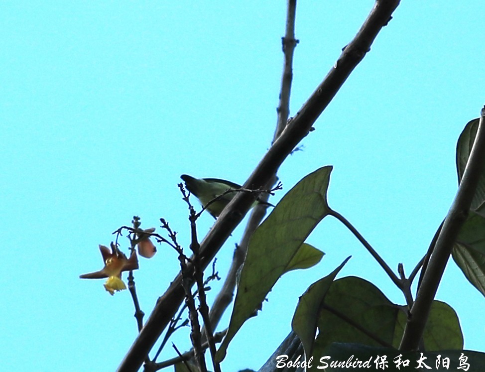 Metallic-winged Sunbird (Bohol) - ML240517901