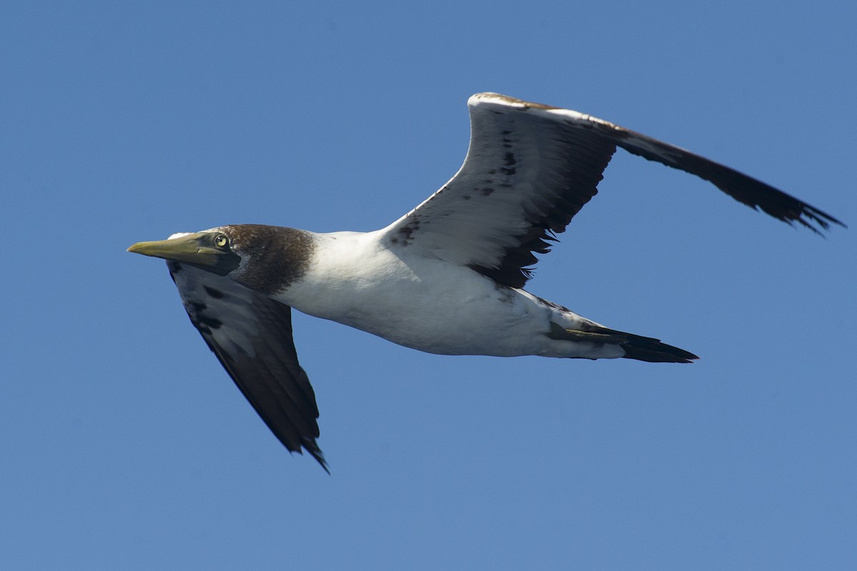 Masked Booby - ML24051921