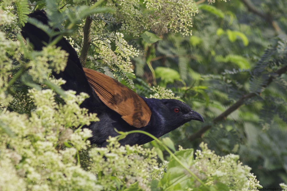 Greater Coucal - Priyam Chattopadhyay