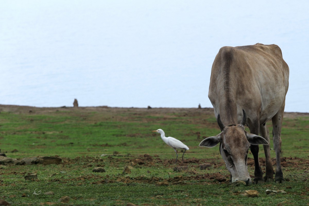 Eastern Cattle Egret - Govinda Viswanathan