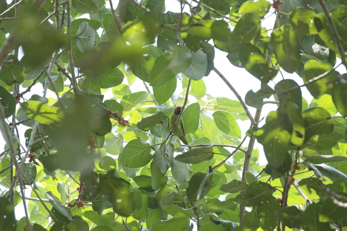 Plum-headed Parakeet - Govinda Viswanathan