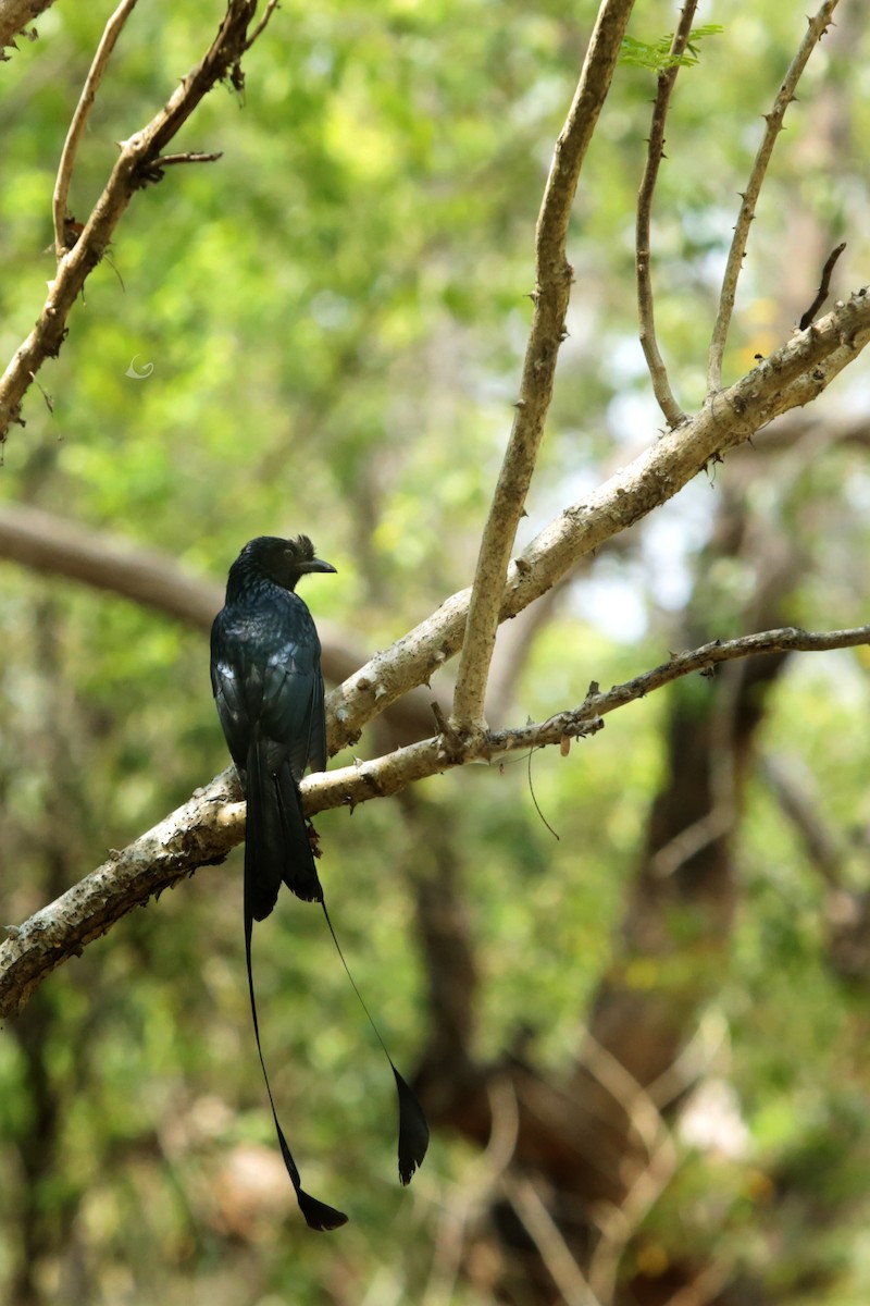 Greater Racket-tailed Drongo - ML240523271