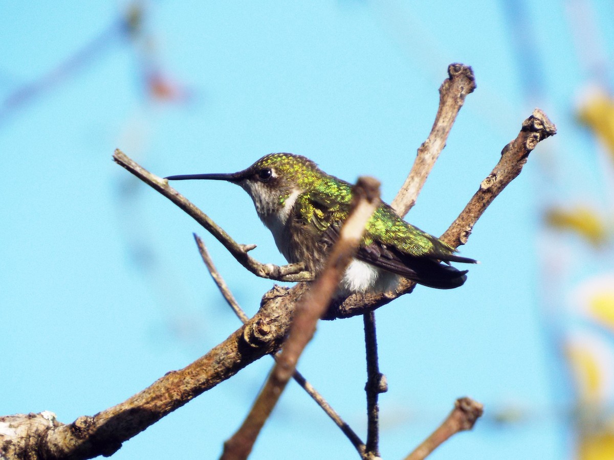 Ruby-throated Hummingbird - Lee Jones