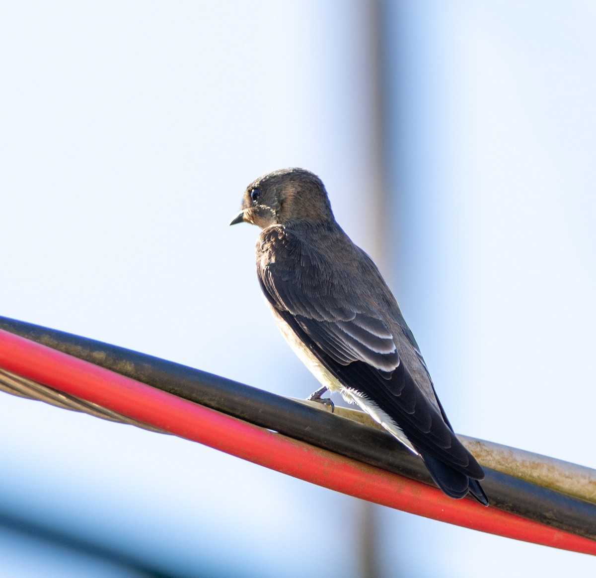 Southern Rough-winged Swallow - ML240526521