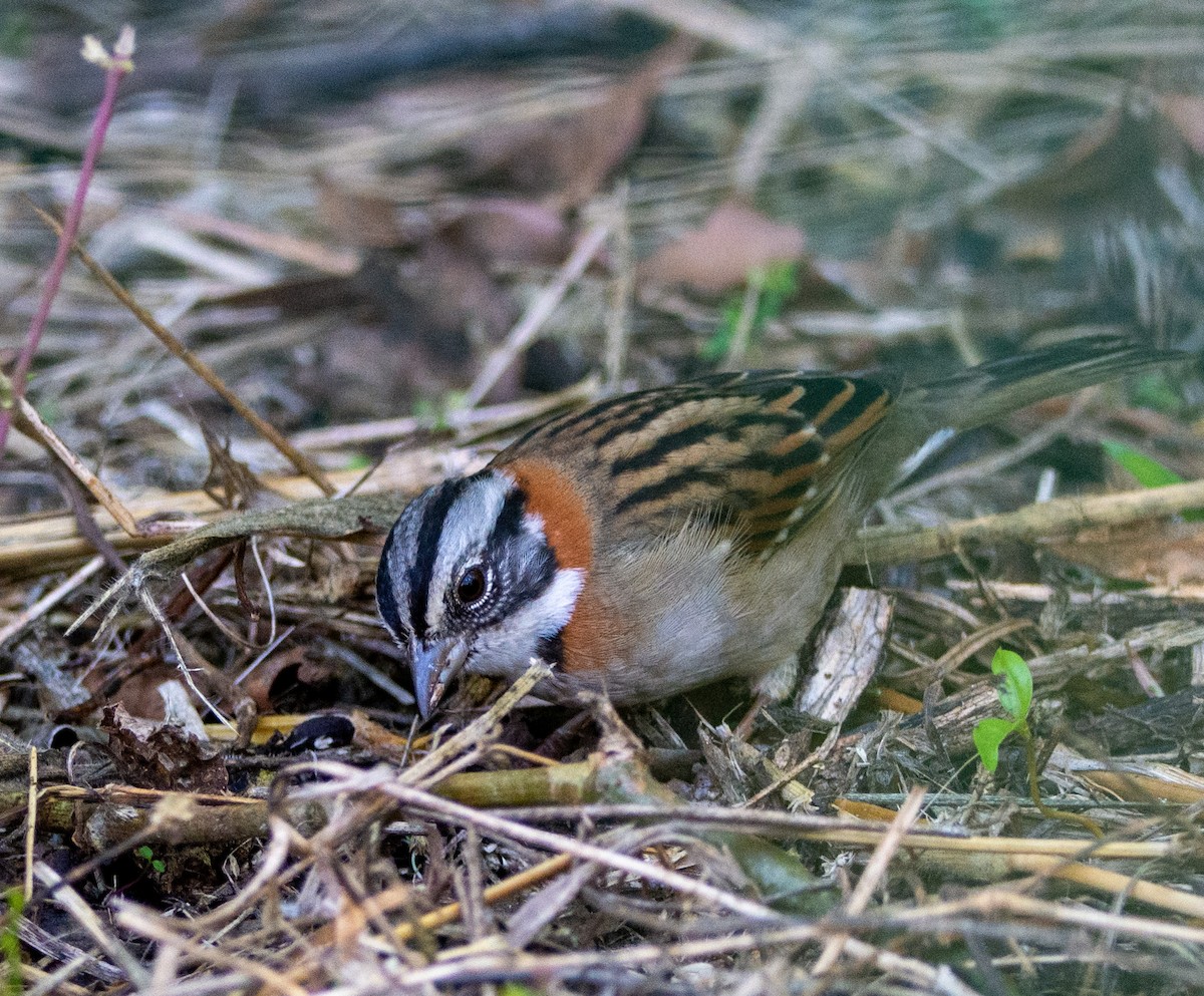 Rufous-collared Sparrow - ML240526581