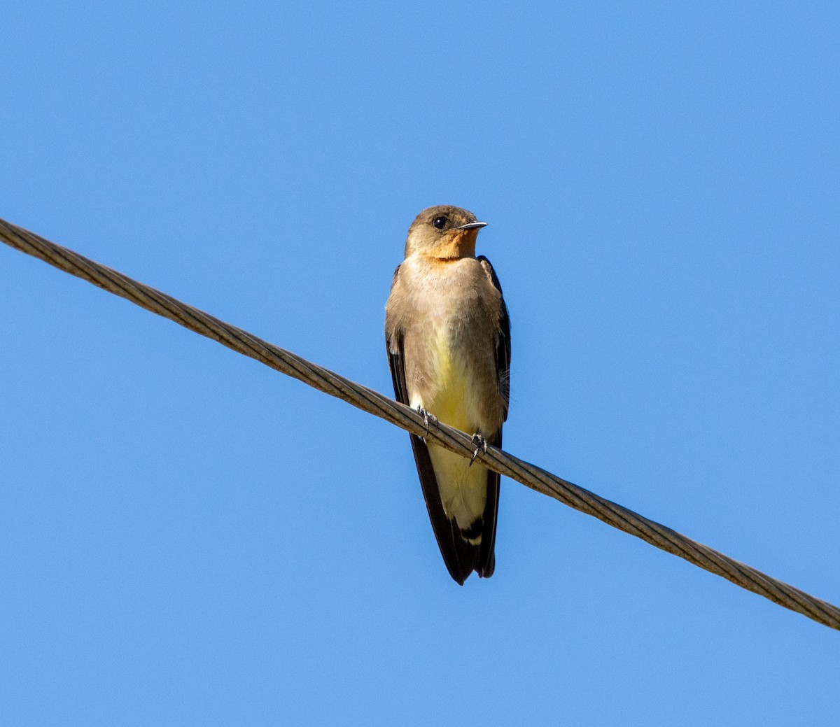 Southern Rough-winged Swallow - ML240526591