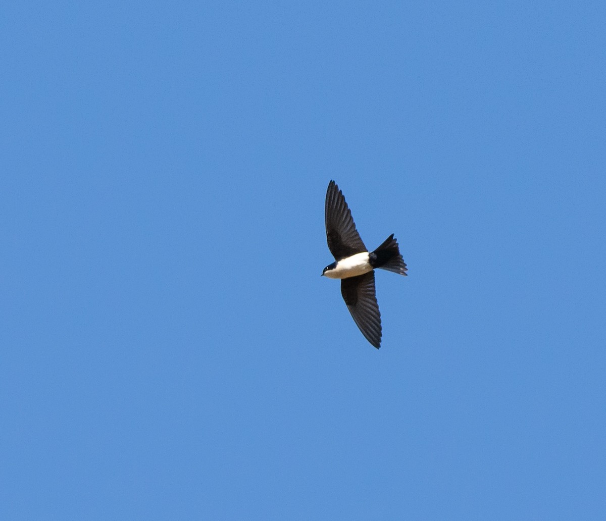 Blue-and-white Swallow - ML240527281