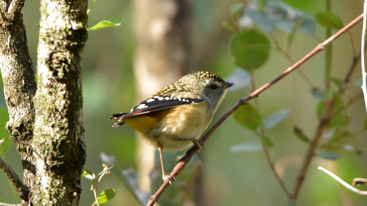 Spotted Pardalote - ML240528361