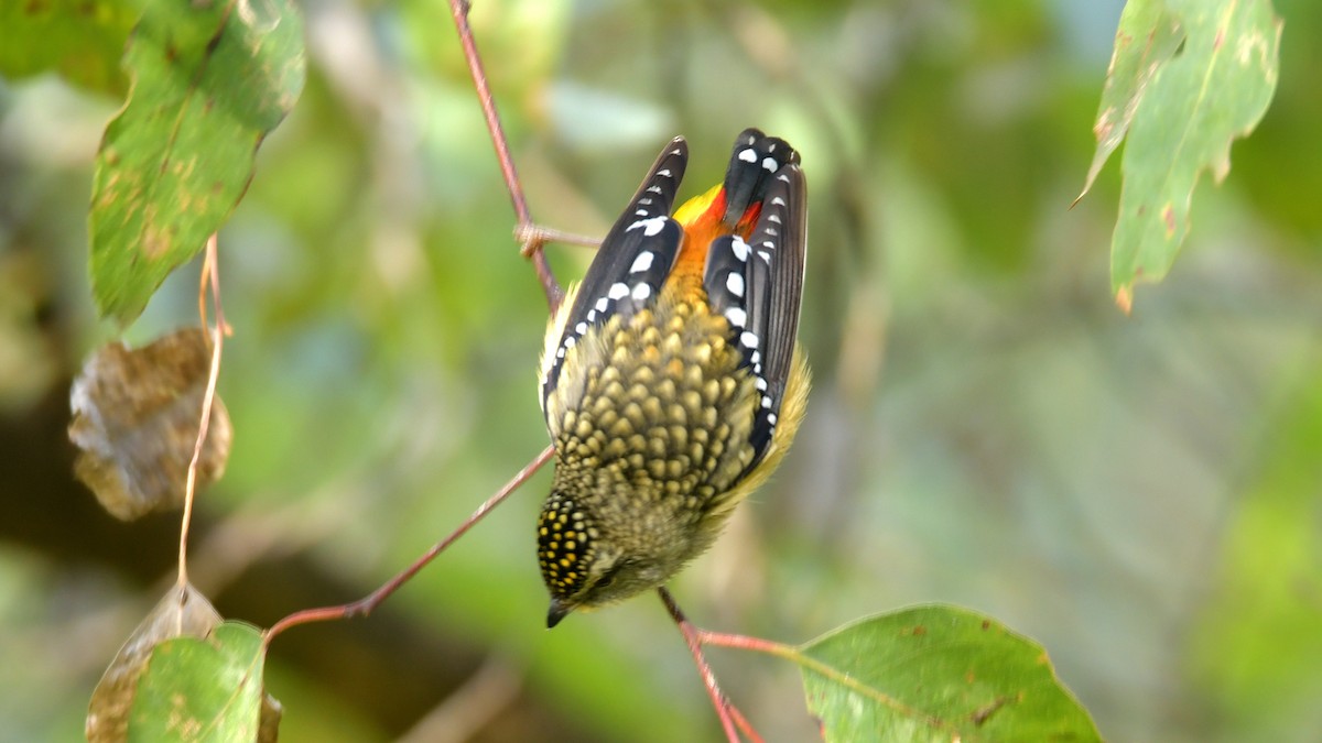 Spotted Pardalote - ML240528391