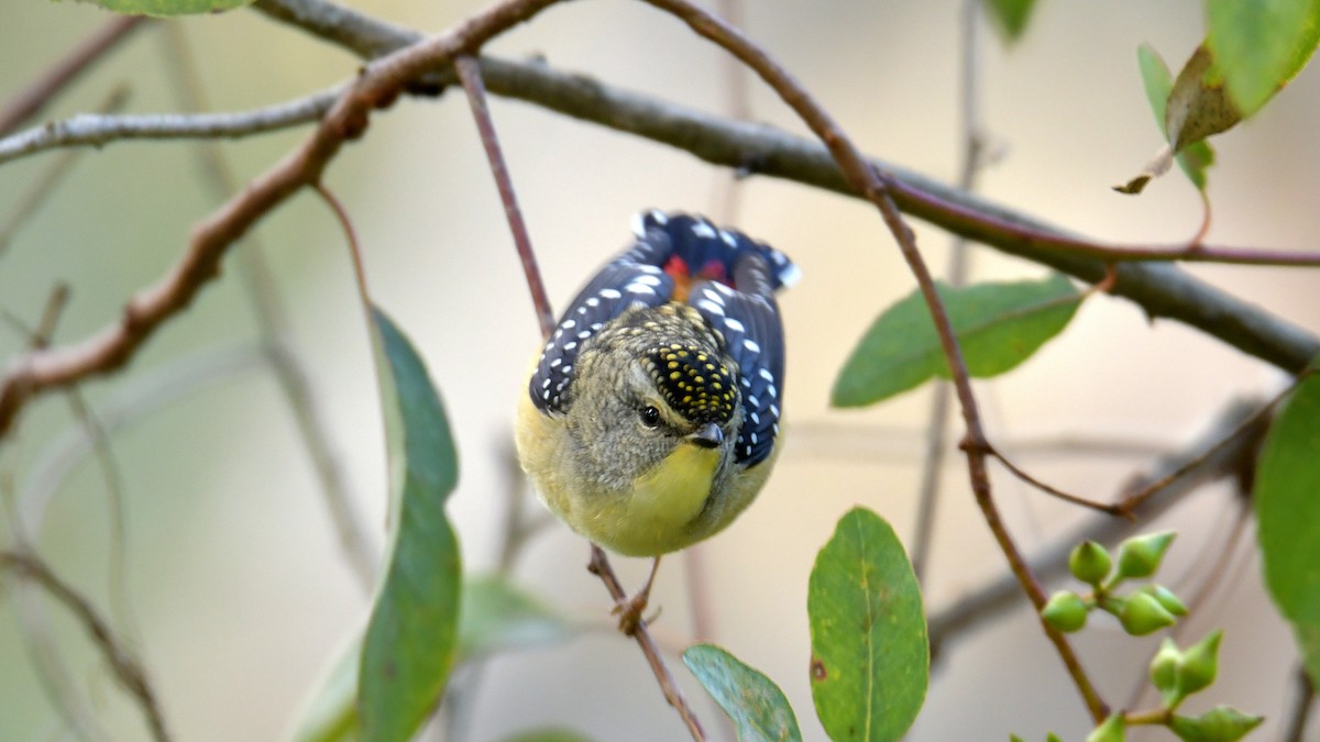 Spotted Pardalote - ML240528481
