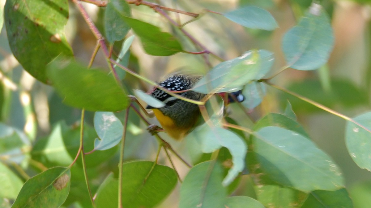 Spotted Pardalote - ML240528501