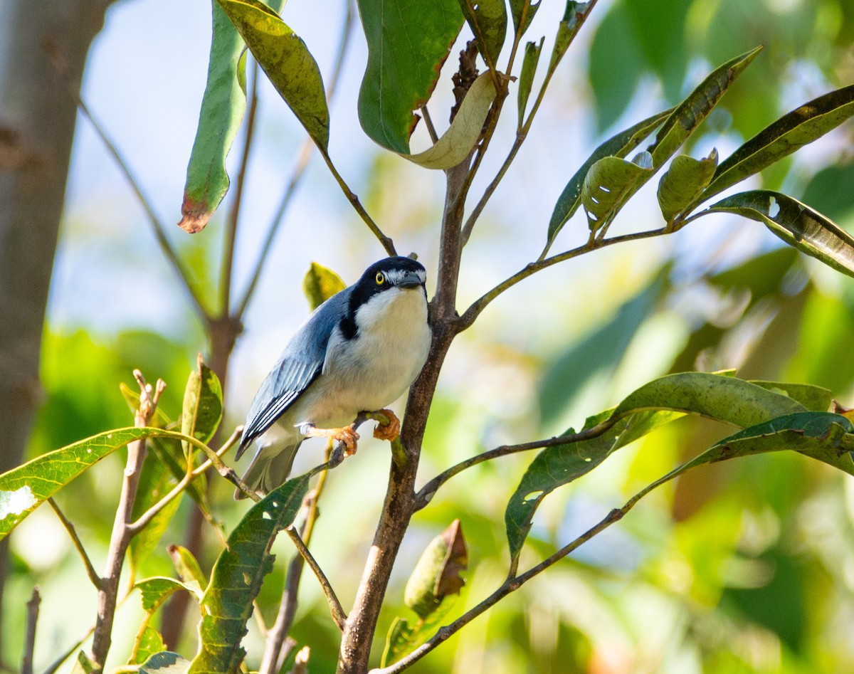 Hooded Tanager - ML240530651