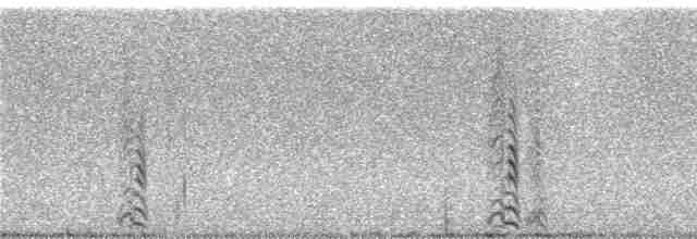 hvithalesvømmesnipe - ML240531