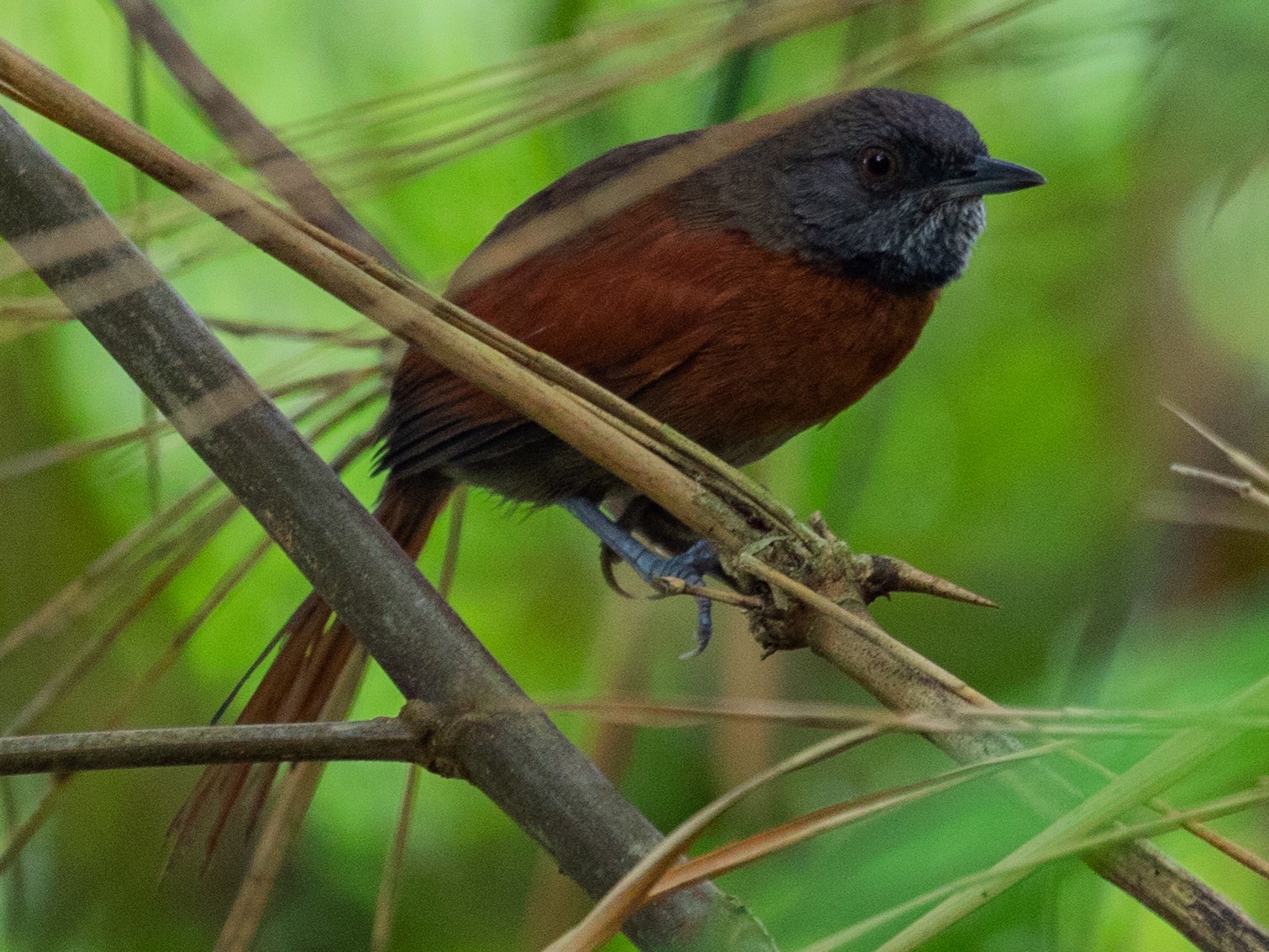 Rufous-breasted Spinetail - Aaron Juan