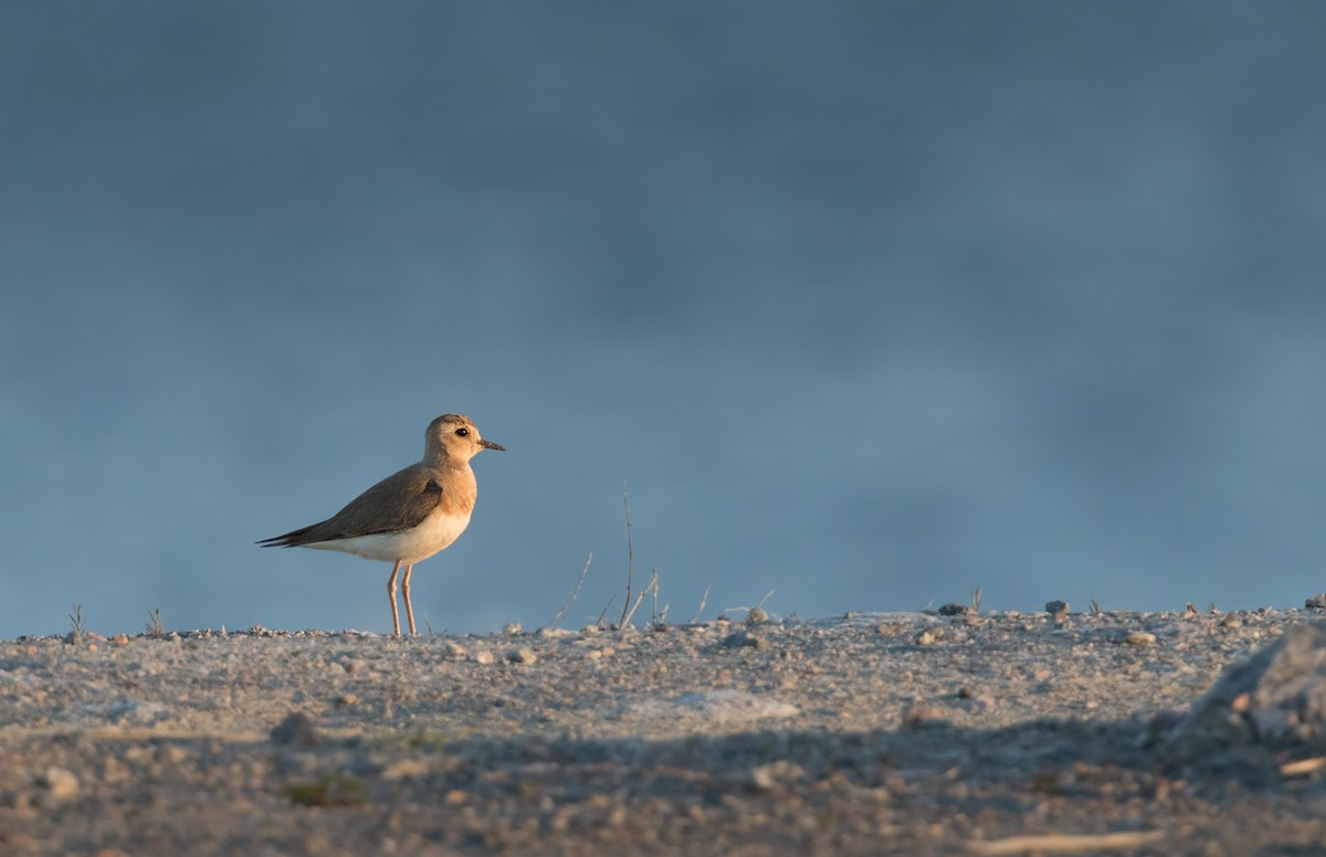Oriental Plover - Lars Petersson | My World of Bird Photography