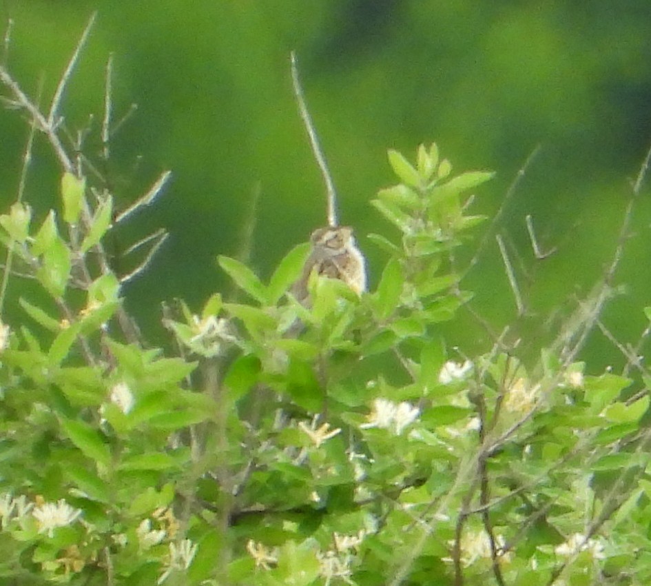 Clay-colored Sparrow - ML240539431