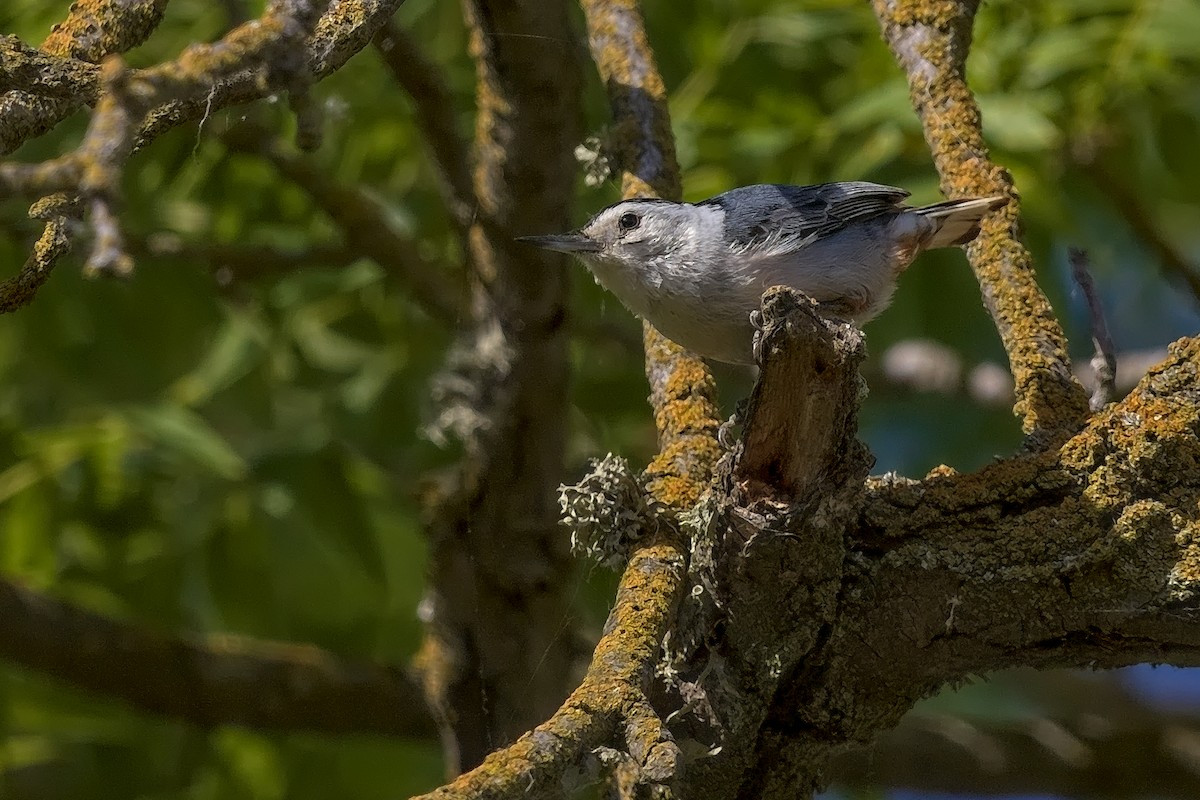 White-breasted Nuthatch - ML240540381