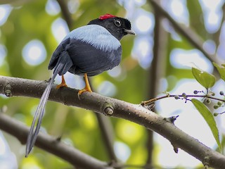 オナガセアオマイコドリ - eBird